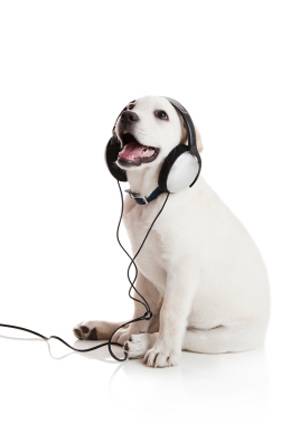 Musiktherapie Hund und Katze